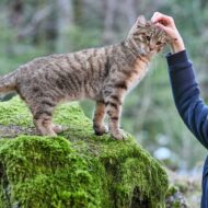 Vita da gatto di Guillaume Maidatchevsky_una deliziosa storia felina