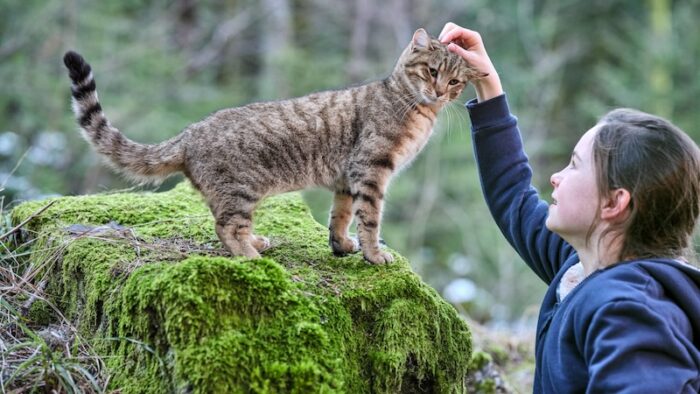 Vita da gatto_I due protagonisti