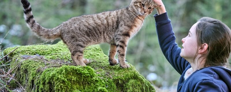 Vita da gatto_I due protagonisti